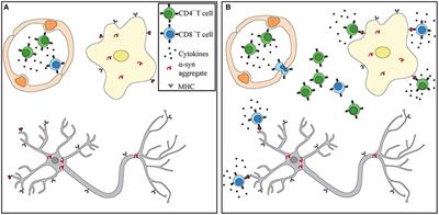 Autoimmunity in Parkinson's Disease: The Role of α-Synuclein-Specific T Cells